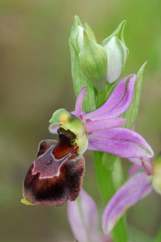 Ophrys catalaunica x scolopax