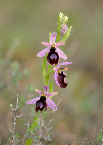 Ophrys catalaunica