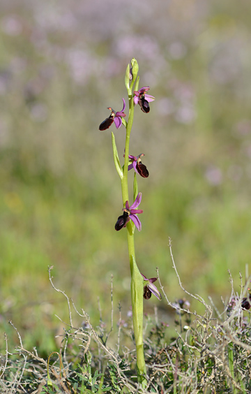 Ophrys catalaunica