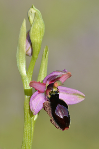 Ophrys catalaunica