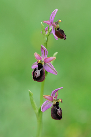 Ophrys catalaunica