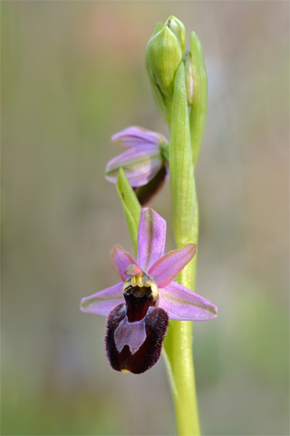 Ophrys catalaunica