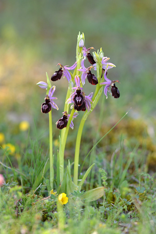 Ophrys catalaunica