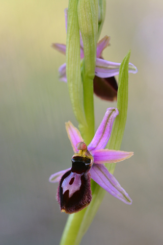 Ophrys catalaunica