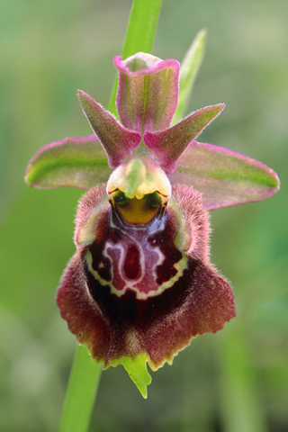 Ophrys apulica x celiensis