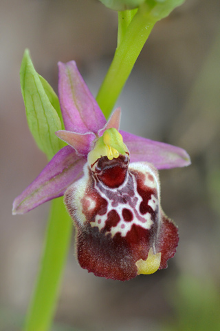 Ophrys apulica x celiensis