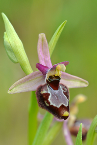 Ophrys bertolonii x celiensis