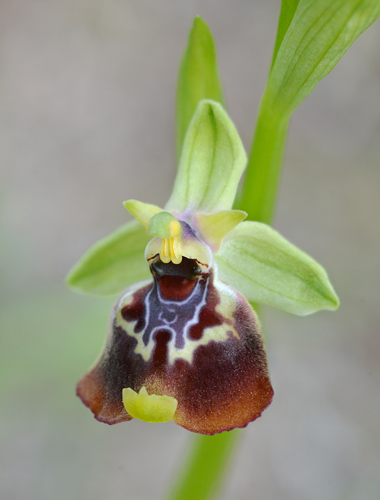 Ophrys celiensis