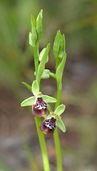 Ophrys celiensis