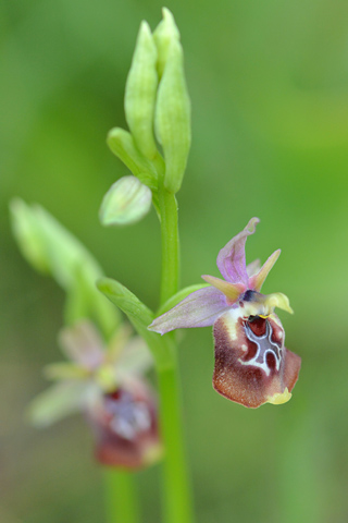 Ophrys celiensis