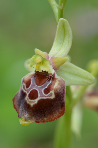 Ophrys celiensis