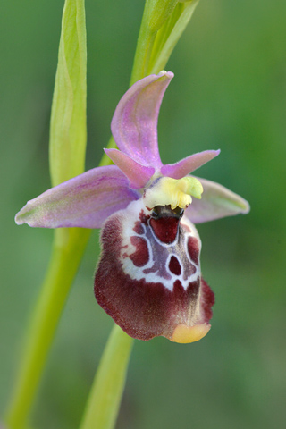 Ophrys celiensis