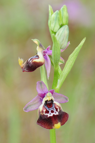 Ophrys celiensis