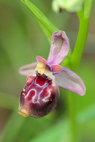 Ophrys celiensis