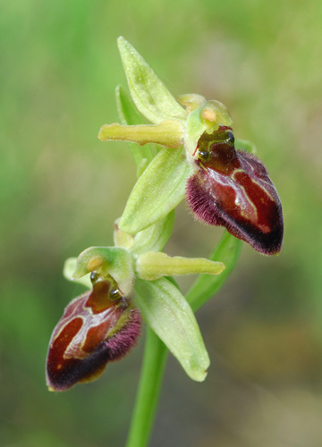 Ophrys cephalonica