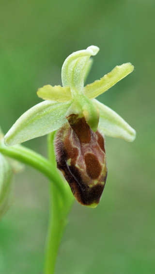 Ophrys cephalonica