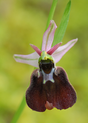 Ophrys chestermanii