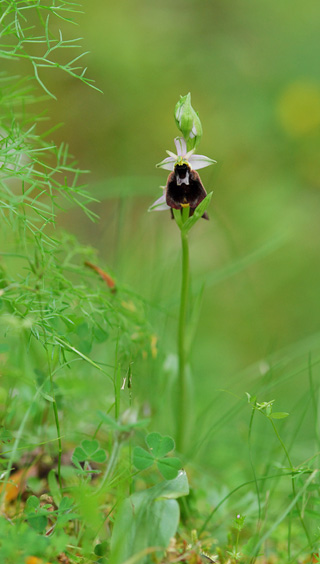 Ophrys chestermanii