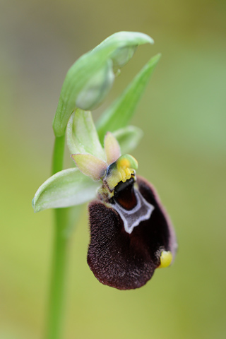 Ophrys chestermanii