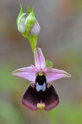 Ophrys chestermanii