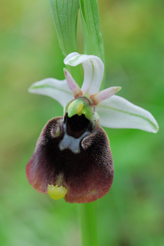 Ophrys chestermanii