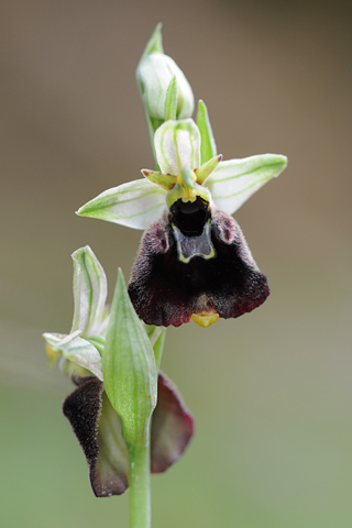 Ophrys chestermanii