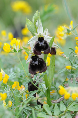 Ophrys chestermanii