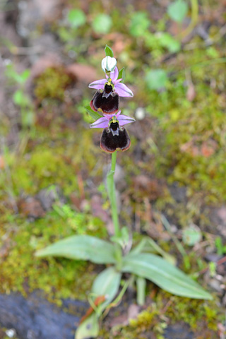 Ophrys chestermanii