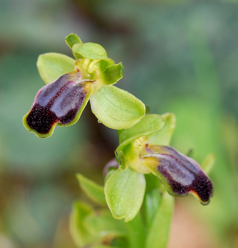 Ophrys cinereophila