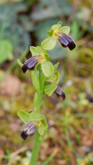 Ophrys cinereophila