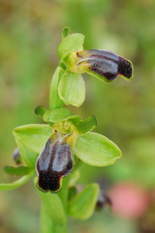 Ophrys cinereophila