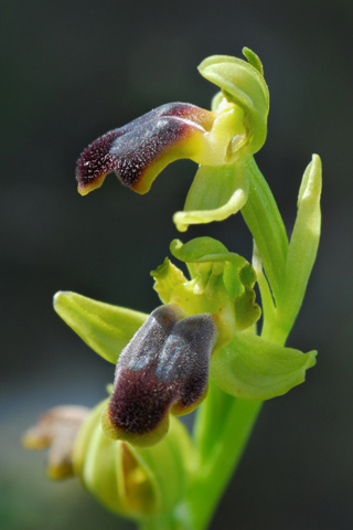 Ophrys cinereophila