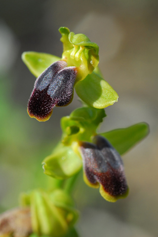 Ophrys cinereophila