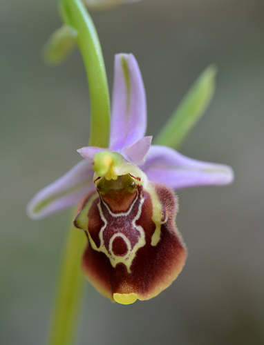 Ophrys cinnabarina