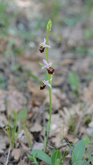 Ophrys cinnabarina