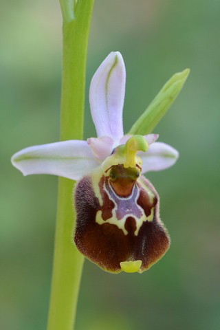 Ophrys cinnabarina