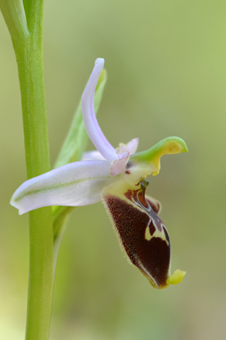 Ophrys cinnabarina