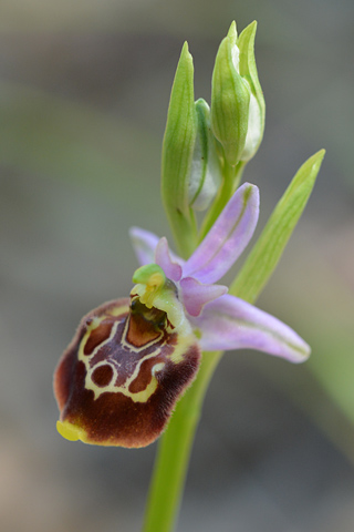 Ophrys cinnabarina