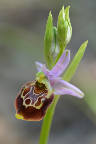 Ophrys cinnabarina