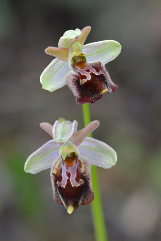Ophrys apulica x classica