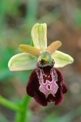 Ophrys bertolonii x classica