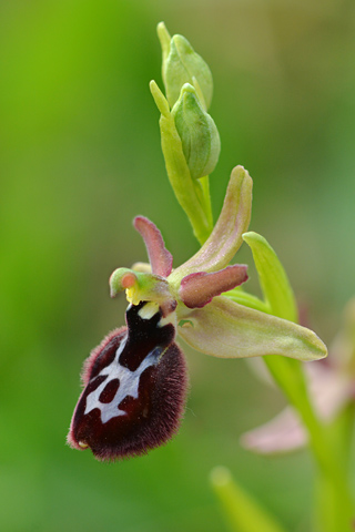 Ophrys bertolonii x classica