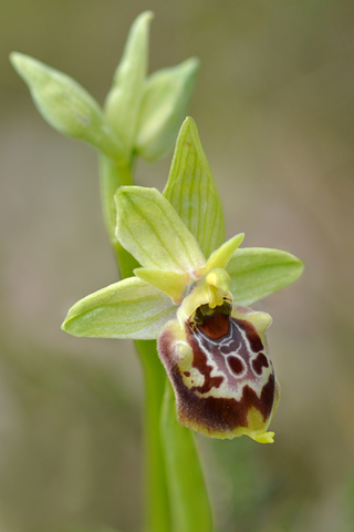 Ophrys classica x parvimaculata