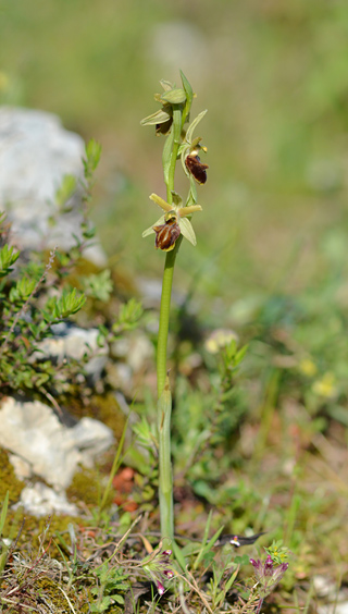 Ophrys classica
