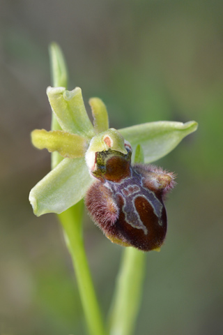 Ophrys classica