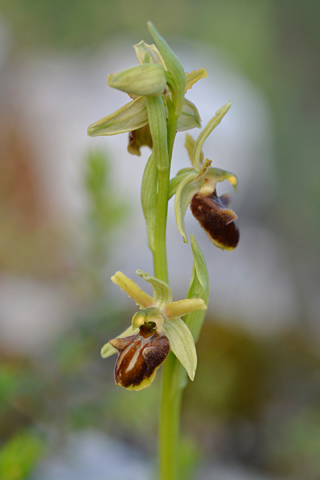 Ophrys classica