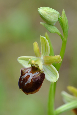 Ophrys classica