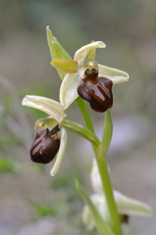 Ophrys classica