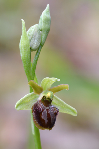 Ophrys classica