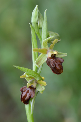 Ophrys classica